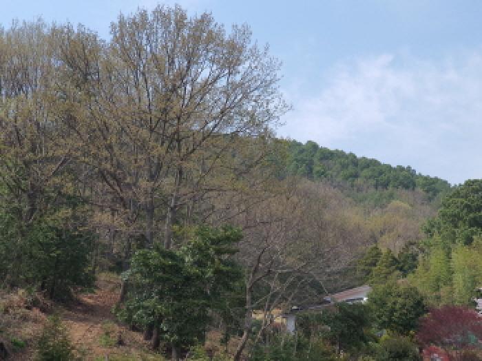 전라남도 강진군 도암면 학장리 산184 임야 경매 사진 6