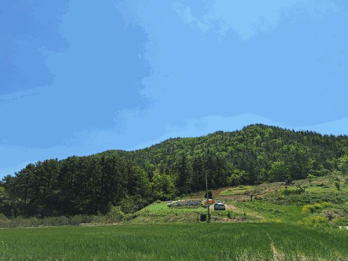 전라남도 장흥군 장동면 반산리 산17-6 임야 경매 사진 2