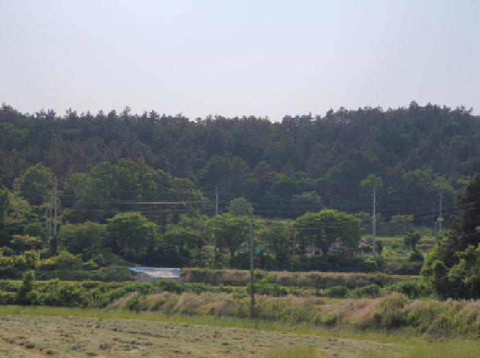 전라남도 장흥군 용산면 상발리 산48-1 임야 경매 사진 6