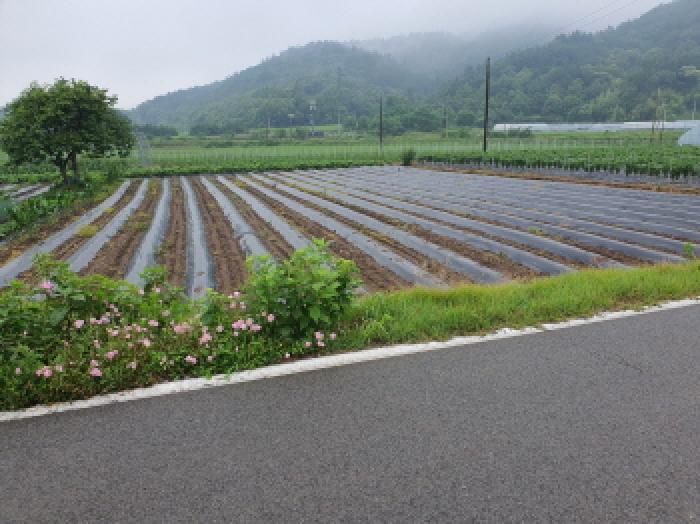 전라남도 장흥군 장동면 북교리 444 전 경매 사진 13