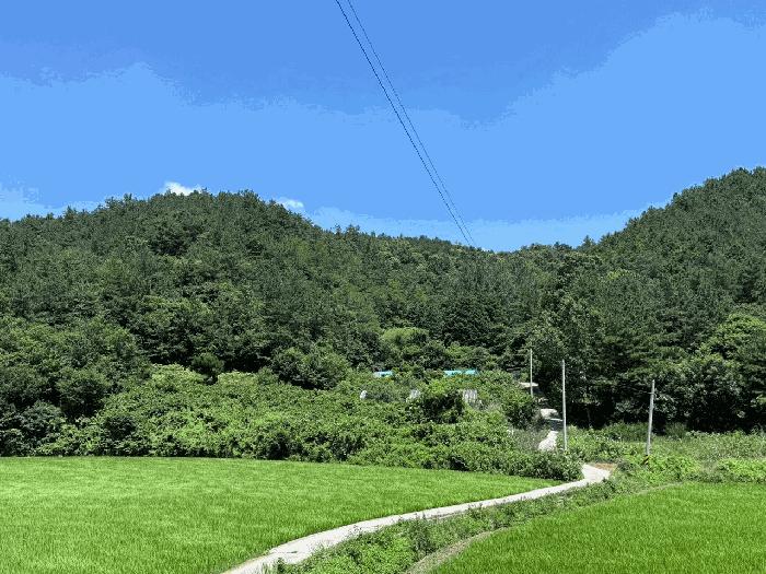 전라남도 장흥군 장동면 조양리 산59-7 임야 경매 사진 1