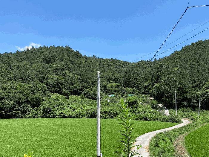 전라남도 장흥군 장동면 조양리 산59-7 임야 경매 사진 2