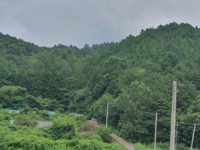 전라남도 장흥군 장동면 조양리 산59-7 임야 경매 사진 3