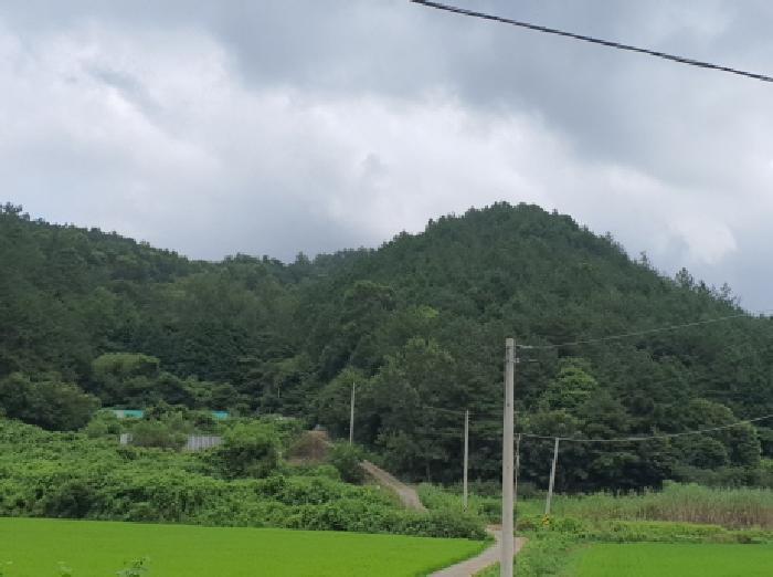 전라남도 장흥군 장동면 조양리 산59-7 임야 경매 사진 4