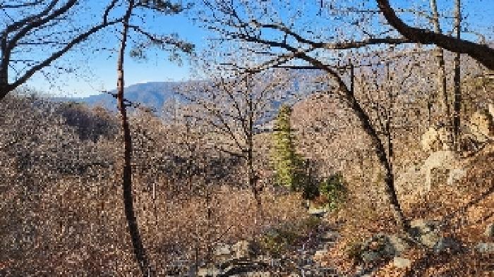 부산광역시 기장군 정관읍 모전리 산37-1 임야 경매 사진 5