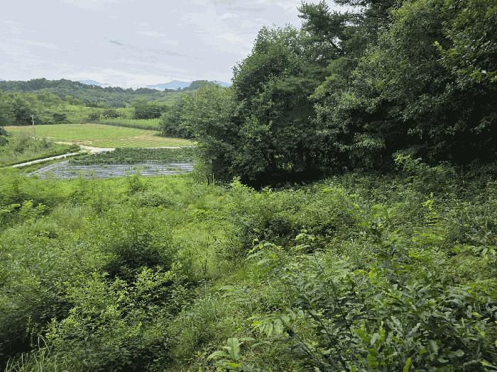 전북특별자치도 남원시 사매면 오신리 산27 임야 경매 사진 6