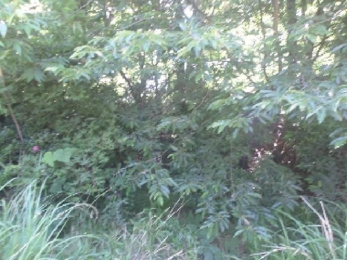 전북특별자치도 전주시 완산구 상림동 산185 임야 경매 사진 4