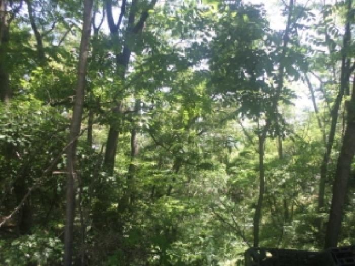 전북특별자치도 전주시 완산구 상림동 산185 임야 경매 사진 5