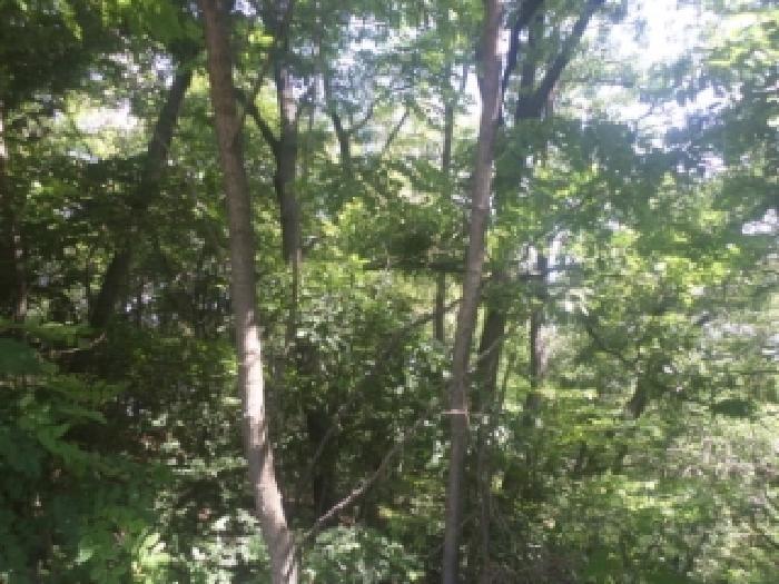 전북특별자치도 전주시 완산구 상림동 산185 임야 경매 사진 6