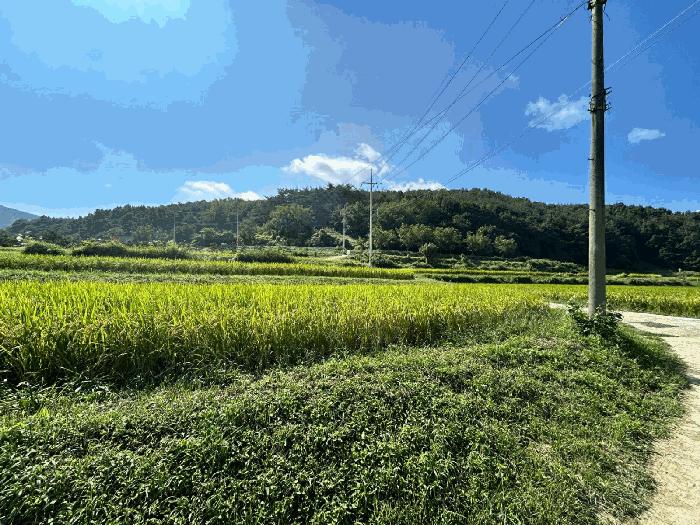 경상북도 포항시 북구 기북면 대곡리 527-2 답 경매 사진 3