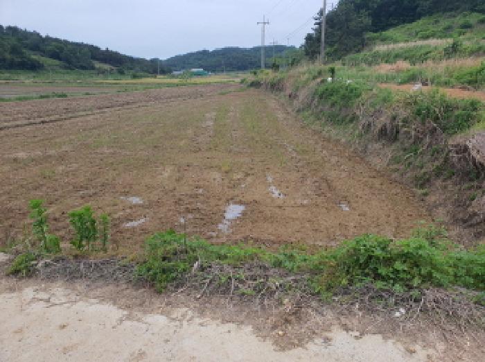전라남도 강진군 마량면 마량리 283-2 답 경매 사진 5