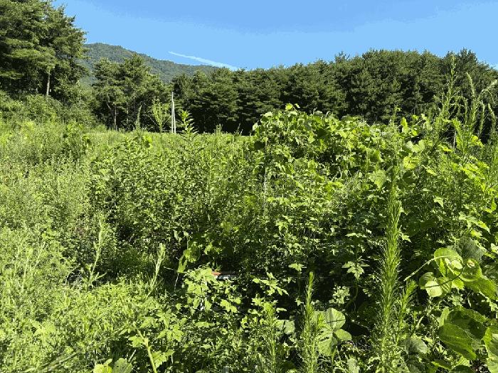전라남도 보성군 벌교읍 마동리 1086 답 경매 사진 1