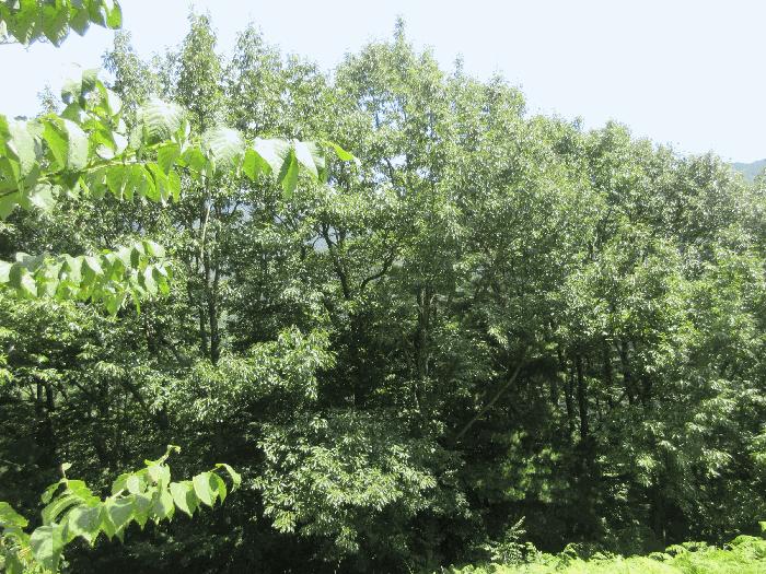 전라남도 구례군 토지면 외곡리 산257-4 임야 경매 사진 2