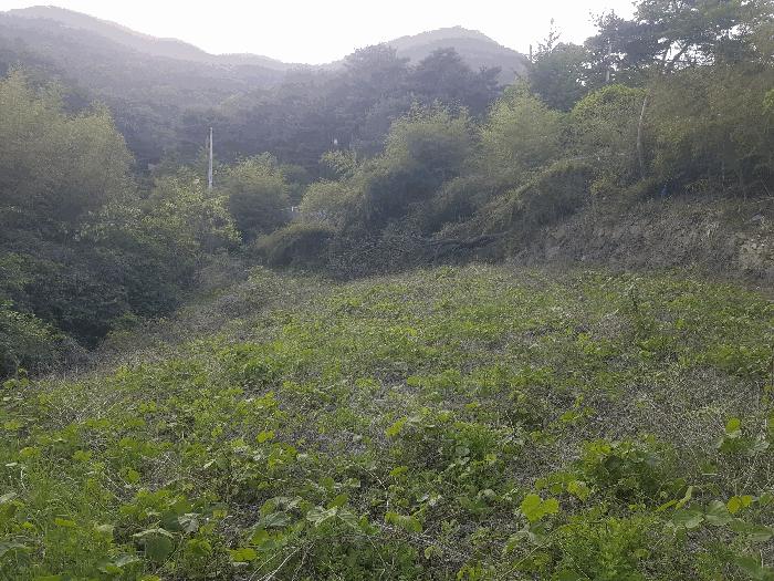 경상남도 산청군 단성면 방목리 924 임야 경매 사진 4