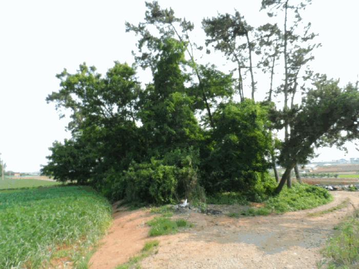 전라남도 무안군 망운면 목동리 248-46 전 경매 사진 14