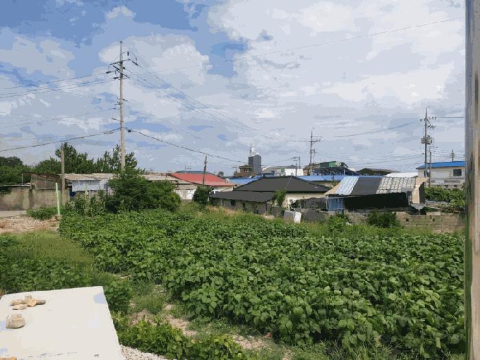 전라남도 무안군 해제면 신정리 226-1 답 경매 사진 4