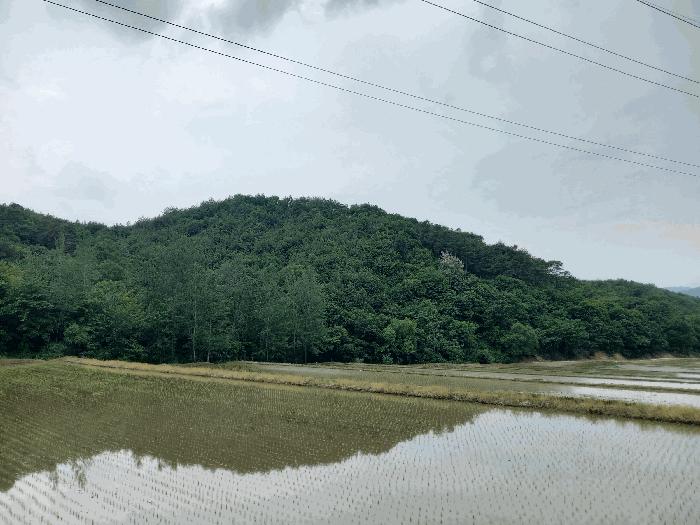충청남도 예산군 광시면 서초정리 산117 임야 경매 사진 1