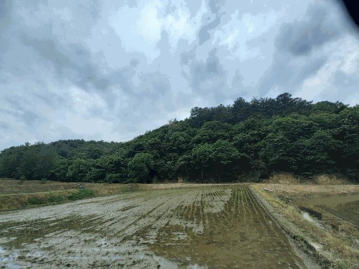 충청남도 예산군 광시면 서초정리 산117 임야 경매 사진 2