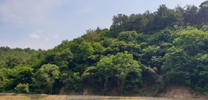 충청남도 예산군 광시면 서초정리 산117 임야 경매 사진 3