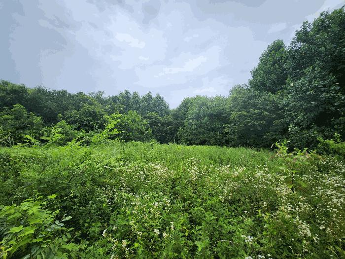 충청남도 보령시 천북면 장은리 산70-7 임야 경매 사진 3