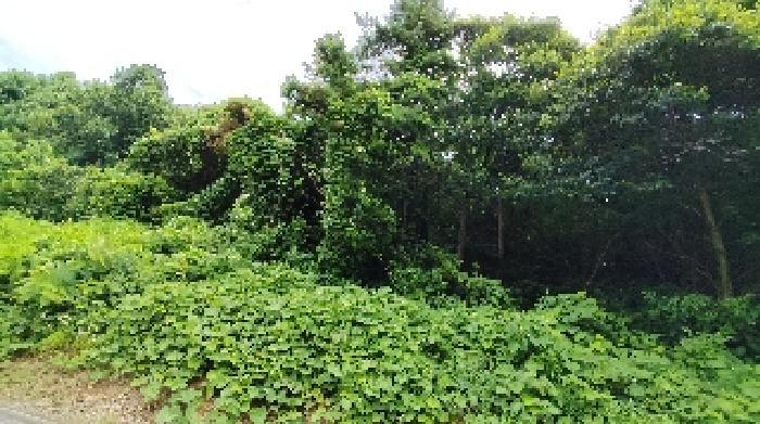 충청남도 보령시 천북면 장은리 산70-7 임야 경매 사진 5