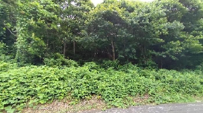 충청남도 보령시 천북면 장은리 산70-7 임야 경매 사진 6