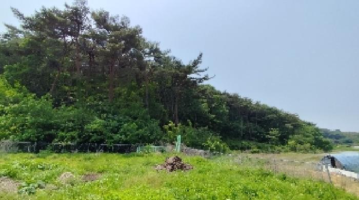 충청남도 보령시 오천면 영보리 산21-48 임야 경매 사진 10