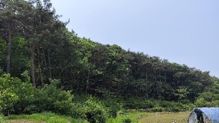 충청남도 보령시 오천면 영보리 산21-48 임야 경매 사진 11