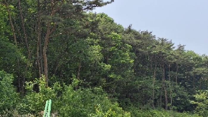 충청남도 보령시 오천면 영보리 산21-48 임야 경매 사진 12