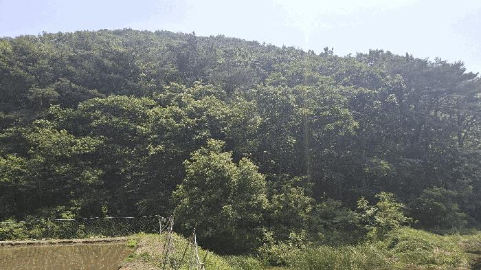 충청남도 보령시 오천면 영보리 산21-48 임야 경매 사진 2