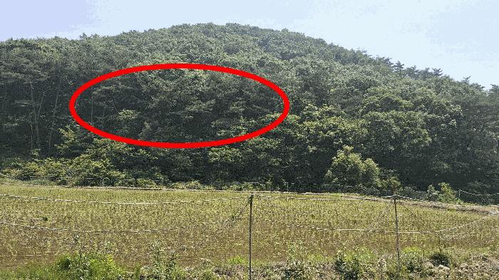 충청남도 보령시 오천면 영보리 산21-48 임야 경매 사진 3
