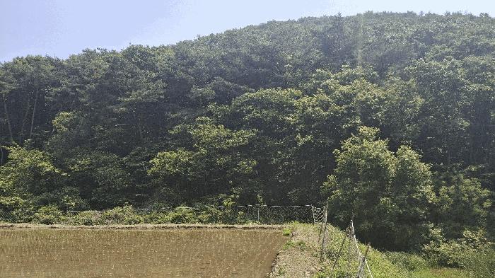 충청남도 보령시 오천면 영보리 산21-48 임야 경매 사진 5