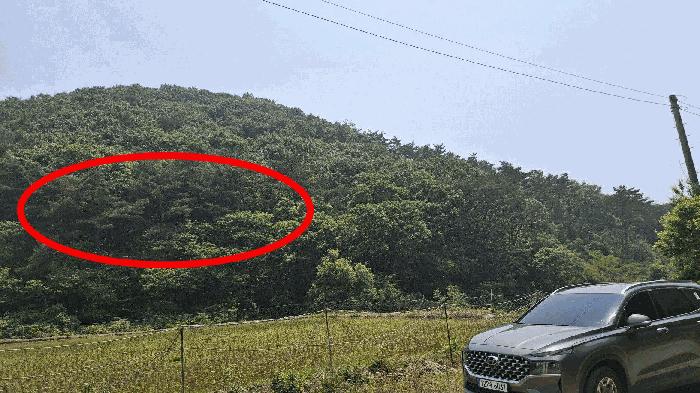 충청남도 보령시 오천면 영보리 산21-48 임야 경매 사진 6