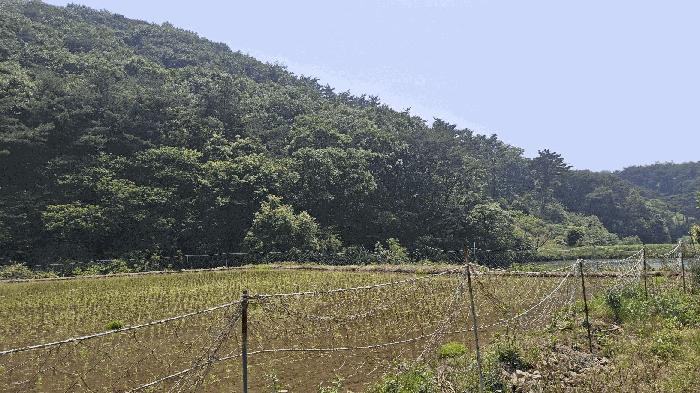 충청남도 보령시 오천면 영보리 산21-48 임야 경매 사진 7