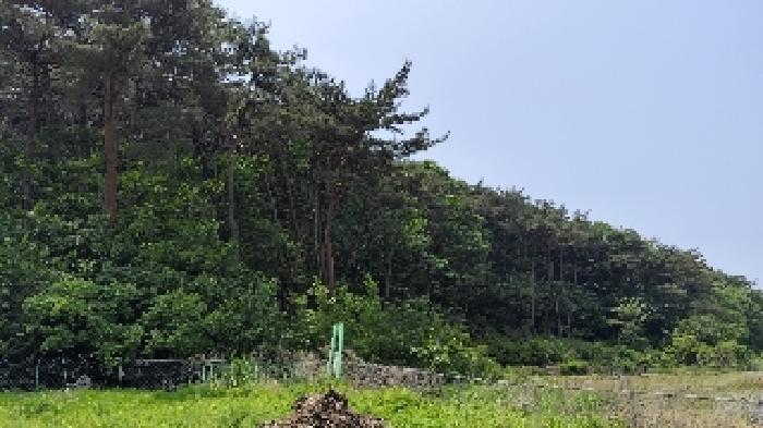 충청남도 보령시 오천면 영보리 산21-48 임야 경매 사진 9