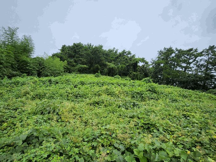 충청남도 보령시 오천면 원산도리 333-6 임야 경매 사진 3