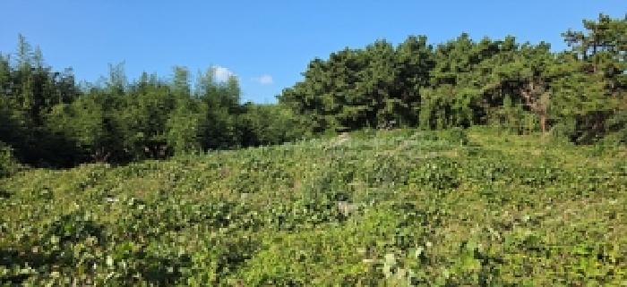 충청남도 보령시 오천면 원산도리 333-6 임야 경매 사진 5