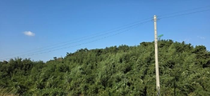 충청남도 보령시 오천면 원산도리 333-6 임야 경매 사진 6