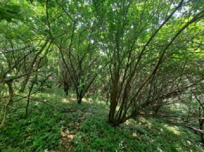 충청남도 당진시 송악읍 월곡리 253-5 창고 경매 사진 43