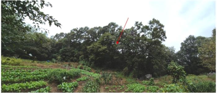 경기 과천시 임야