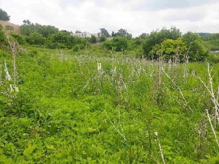 충청남도 아산시 탕정면 명암리 401 전 경매 사진 18