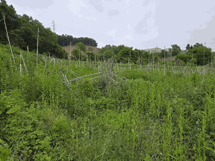 충청남도 아산시 탕정면 명암리 401 전 경매 사진 2