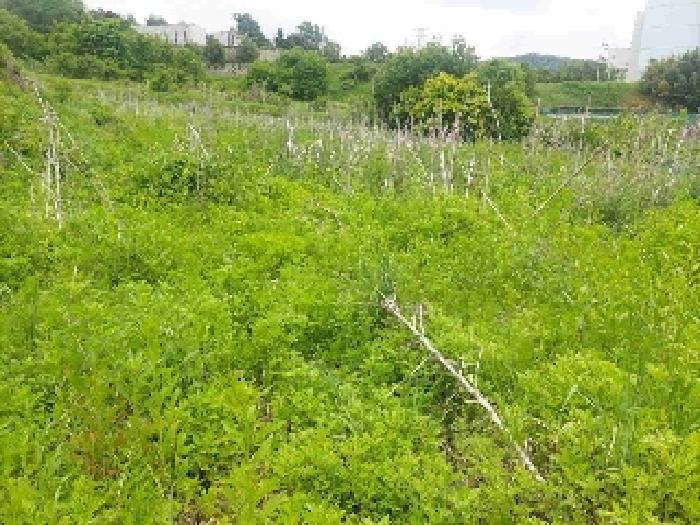 충청남도 아산시 탕정면 명암리 401 전 경매 사진 21
