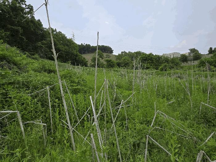 충청남도 아산시 탕정면 명암리 401 전 경매 사진 5