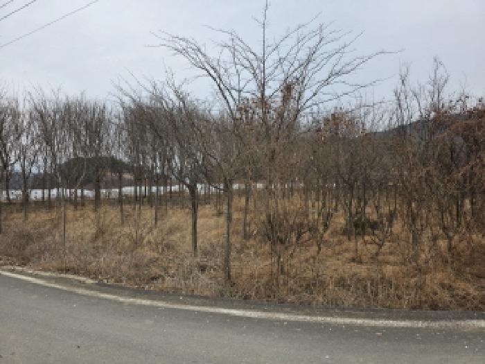 경상북도 성주군 대가면 칠봉리 1052 답 경매 사진 10