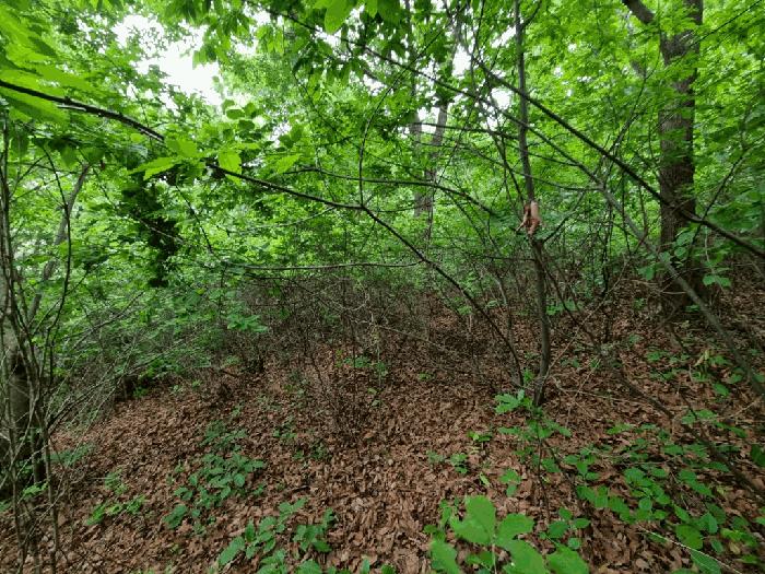 울산광역시 울주군 상북면 지내리 산73-5 임야 경매 사진 13