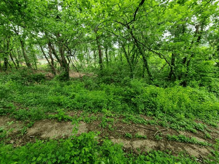 울산광역시 울주군 상북면 지내리 산73-5 임야 경매 사진 2