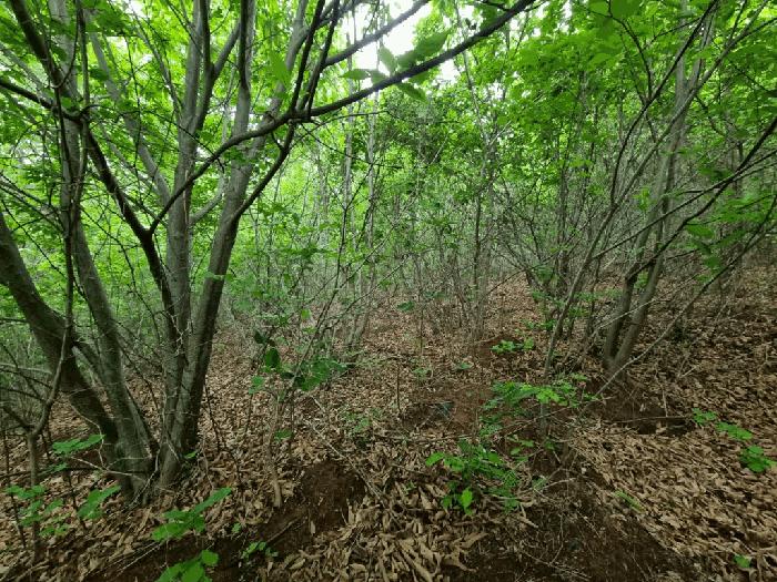 울산광역시 울주군 상북면 지내리 산81-2 임야 경매 사진 6
