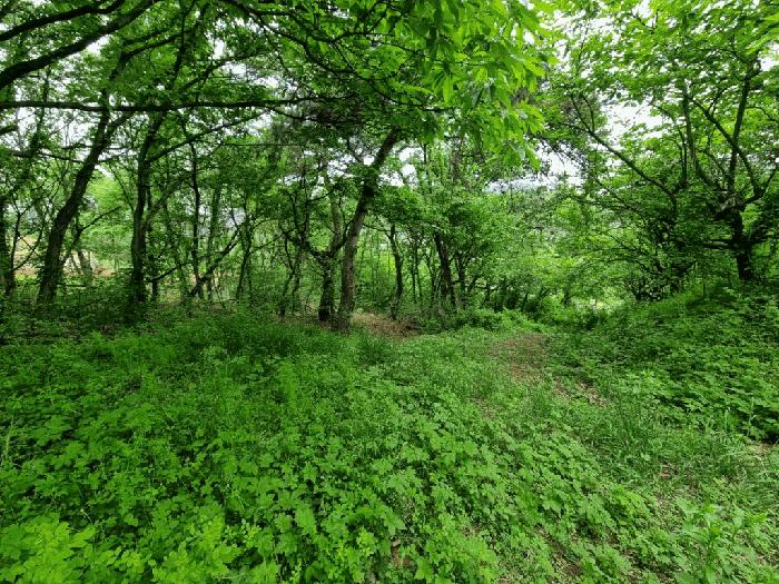 울산광역시 울주군 상북면 지내리 산81-2 임야 경매 사진 9