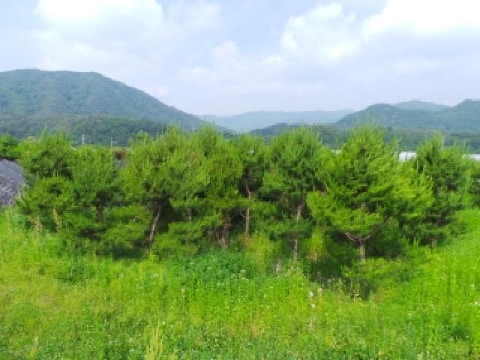 강원특별자치도 평창군 평창읍 도돈리 19-10 전 경매 사진 3